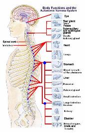 Spinal alignment is very important